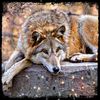 Resting my Wild Side Here