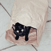playtime in a paper bag.