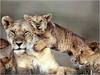 ღ Lioness Love ღ