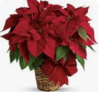 Poinsettia
