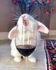 Some bunny needs wine 🍷 