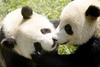 let's kiss like  pandas :) xxx