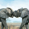 elephant love! :)