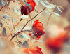 ☆ taken to secret garden