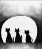 Moonlight serenade of kitties