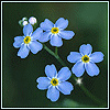 *Forget- me- NoT*