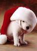 Cute Dog Merry Xmas