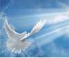 Have a Peaceful Day