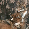 *Wolf Hugs*