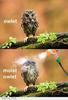 Would you like a moist owlet?