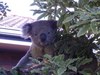 Koala - I'm watching you....