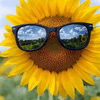 Wishing You A Bright Sunny Day