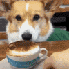 A Coffee For My Pet