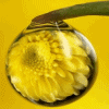A Drop Of Sunshine