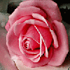 For A Special Someone