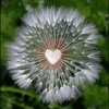 Sending Good Wishes To You