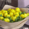 Tulips To Brighten Your Day