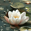 Peace And Tranquility