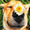 A Flower And a Smile : )
