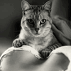 I Adore My Pet