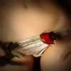A Single Red Rose