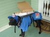 A pizza delivery