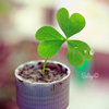 planting a little luck for you