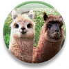 You Have Been Llamaed